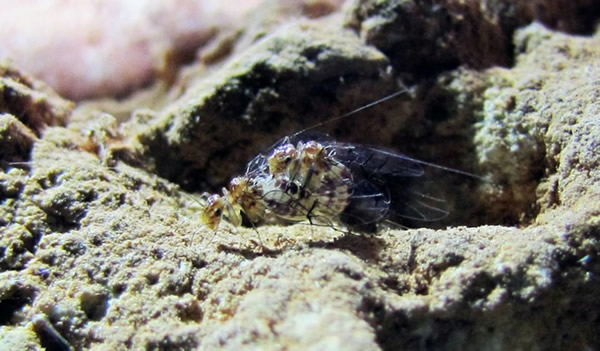 ⶴѨ ʷ״ηֳٵߵĶﰸ