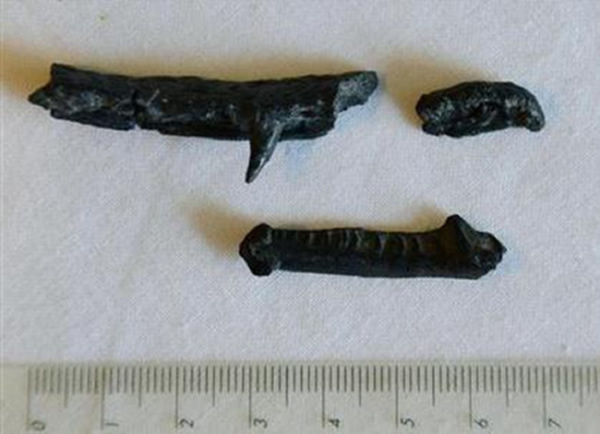 日本石川县白山市1.3亿年前早白垩纪世地层中