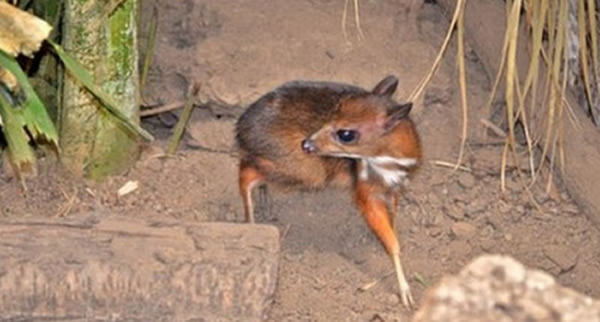 צ����¹�������������ϲ��ķ�ϣ�����ж���԰��