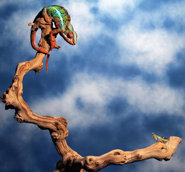 ��Ӱʦץ�ĵ���ɫ����ʳ���ȫ�̵����ͷ