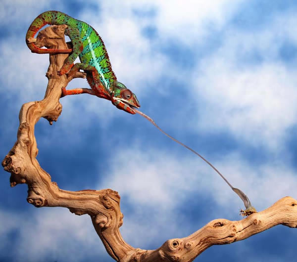 ��Ӱʦץ�ĵ���ɫ����ʳ���ȫ�̵����ͷ