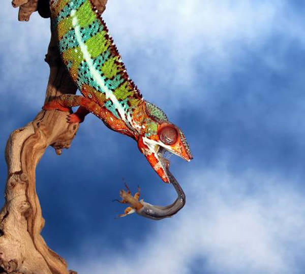 ��Ӱʦץ�ĵ���ɫ����ʳ���ȫ�̵����ͷ