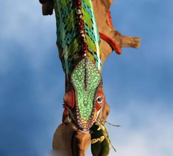 ��Ӱʦץ�ĵ���ɫ����ʳ���ȫ�̵����ͷ