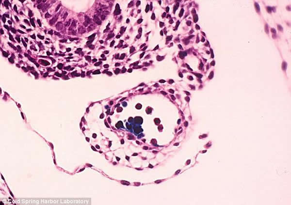 ͼ����ɫ�����ǳ�����Ѫ��ϸ������һ����̥Ѫ��֮�С�����ѪҺͨ�������еĸ�ϸ���������������Ƿ����γɲ�ͬ���͵�Ѫϸ����