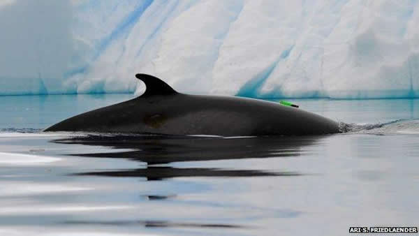 研究人员将声学监测标签附着到鲸鱼身上对它们进行监听