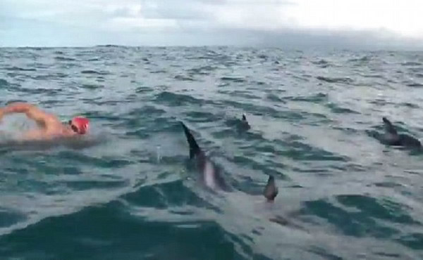 鲨鱼逼近游泳选手 10海豚加入“护航”