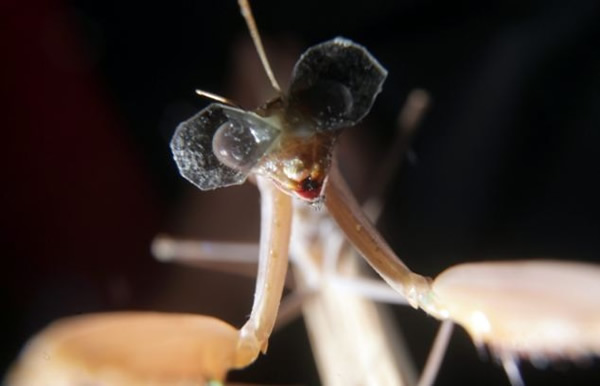 ��ѧ��������Ϊ��롰���ϡ�5��������3D�۾�