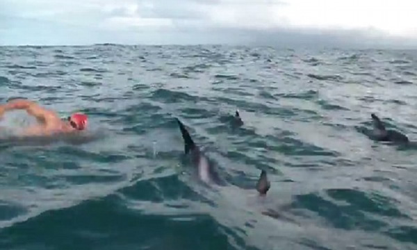 旨在为鲸鱼及海豚保育基金筹款的游泳挑战赛 选手被10只海豚护航