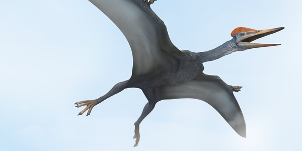 新发现的翼手龙(Kryptodrakon progenitor)复原图