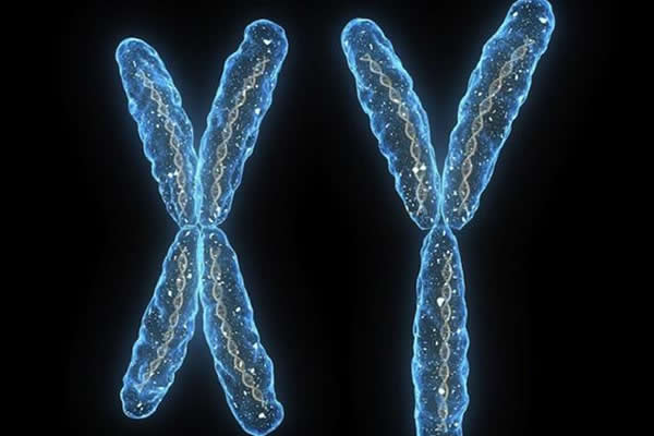 人类目前所拥有的X和Y染色体不仅与性别有关，而且还控制着一些疾病的发生
