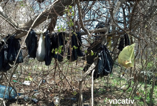 ����ŦԼ���ִ�����è������֦��