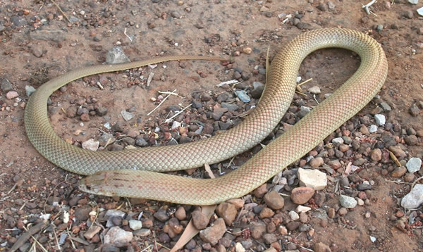 研究发现澳洲最大陆地毒蛇“棕伊澳蛇”特别喜欢攻击睡着的人