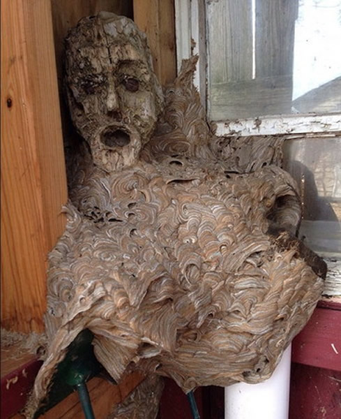 马蜂窝在木雕变出一张人脸