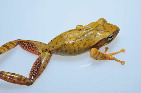 外来物种“斑腿树蛙”入侵台湾新北市