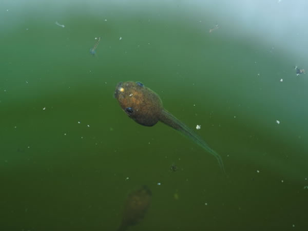 新北市农业局已启动清蛙计划,将借由改变栖息地减少繁殖。