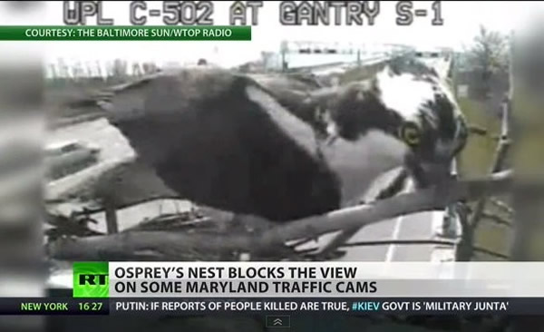 美国马里兰州鱼鹰飞到公路监视器前方筑巢