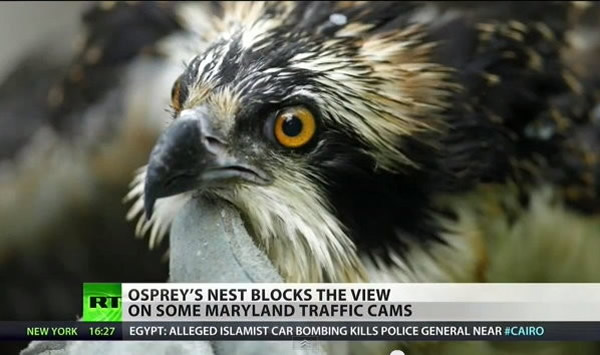 你拆我筑拚三回,倔强鱼鹰获赠免费小窝一个。