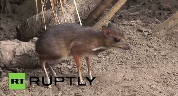 西班牙南部动物园诞生一只爪哇鼷鹿宝宝