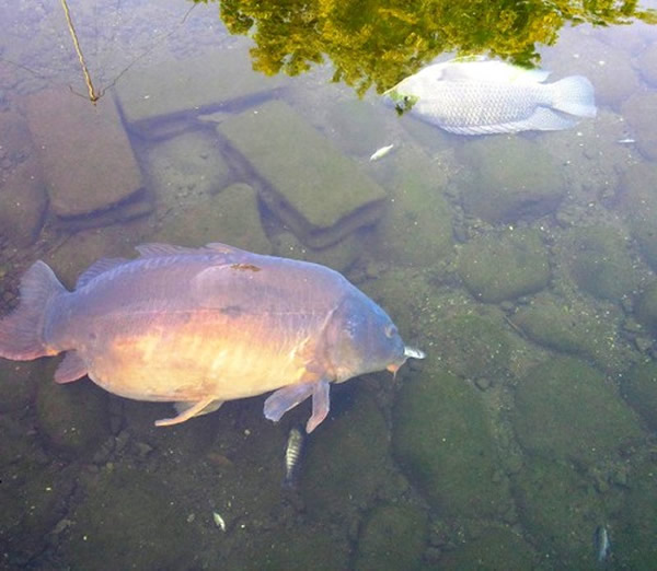 日本水族馆遭恶意撒盐致大量鱼类死亡