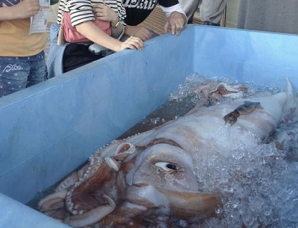 日本渔夫用定置网捕获目前世界上最大的乌贼