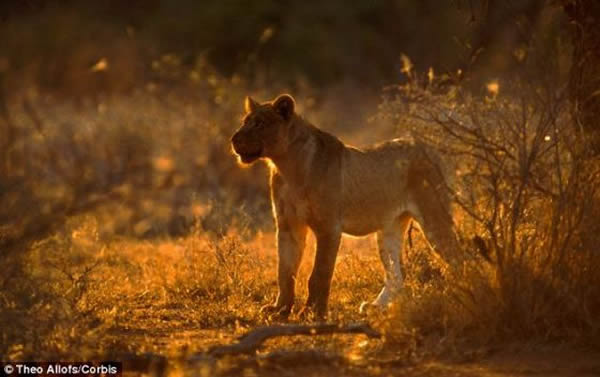 �о���Աϣ�����տ�������ν�ġ�ͨ����̬ϵͳģ�͡��������о��������κ�һ����̬ϵͳ�������ṹ�͹��ܡ�