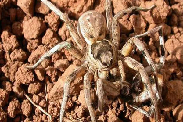 最新研究表明侵略型Lycosa hispanica雌蜘蛛会在交配之前将“新郎”吞食