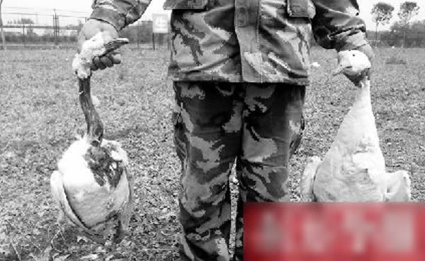 ���ϼ�Դ�г�����ʯ��Դũׯ75ֻ�����汻ҧ�� ��Ұè��Ϊ