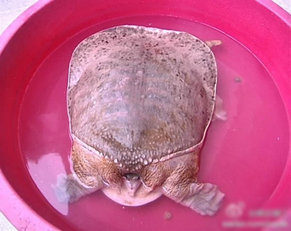 江苏渔民在长江打渔意外捕获国家一级重点保护野生动物“鼋”