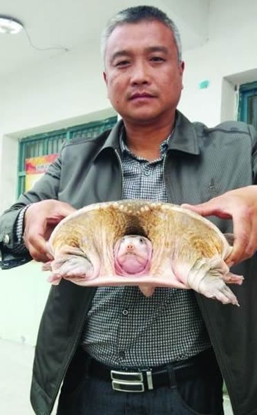 江苏渔民在长江打渔意外捕获国家一级重点保护野生动物“鼋”