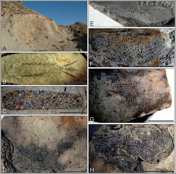 �������ŷ��ֵ�1.1����ǰ��ʯ����һ����ʾ���������ѵ���ɢ;��