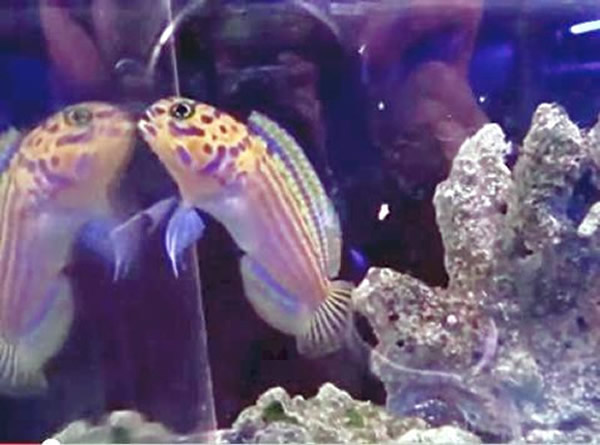 日本水族馆展示生活在珊瑚礁深处的热带鱼种“马头鱼”