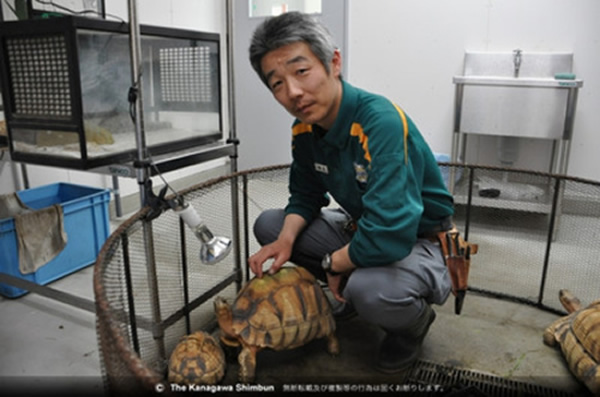 日本横滨市立野毛山动物园的爬行动物馆成功繁殖出一种濒临灭绝的蛛网龟