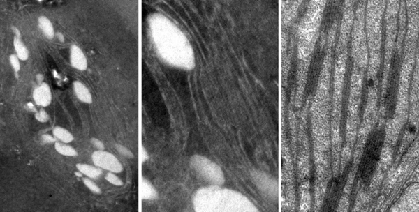 海南岛始新世的莲叶化石中的叶绿体（左）保存着包括基粒片层结构和淀粉粒的超微结构（中）。其中的基粒片层结构和现代莲叶中叶绿体的（右）基本相同