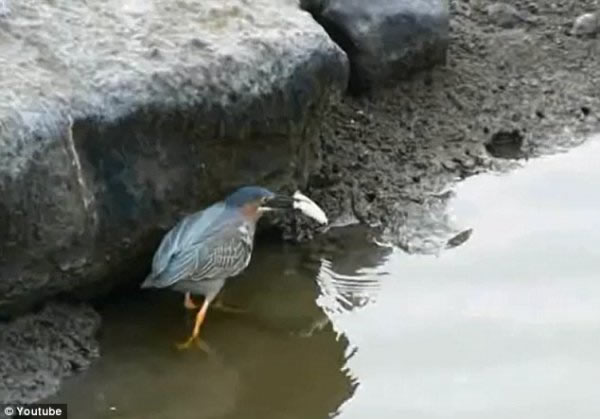 机智小绿鹭懂得用面包做诱饵捕食小鱼