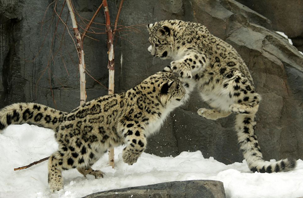 ����ŦԼ�����빫԰��ֻѩ����ѩ������ˣ����