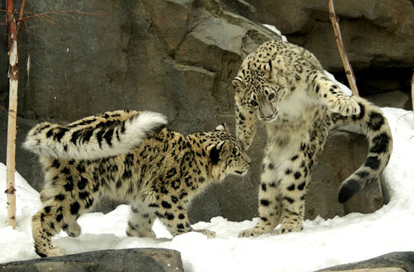 ����ŦԼ�����빫԰��ֻѩ����ѩ������ˣ����