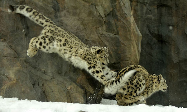 ����ŦԼ�����빫԰��ֻѩ����ѩ������ˣ����