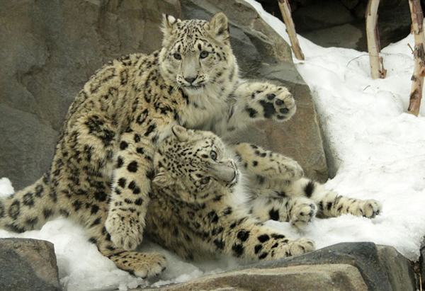 ����ŦԼ�����빫԰��ֻѩ����ѩ������ˣ����