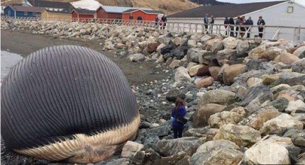 加拿大纽芬兰岛海滩蓝鲸尸体膨胀成大气球可能随时爆炸