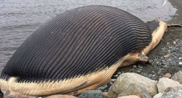 加拿大纽芬兰岛海滩蓝鲸尸体膨胀成大气球可能随时爆炸 - 神秘的地球 科学|自然|地理|探索