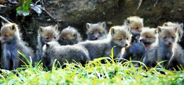 日本一群小狐狸排排站等妈妈