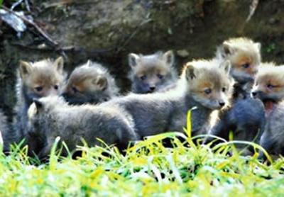 英国英格兰西北部的坎布里亚郡一个恐怖的骷