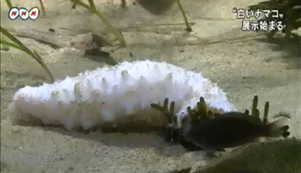 日本水族馆展出一只极为罕见的白色海参