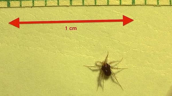 研究称螨虫才是全球奔跑最快的动物
