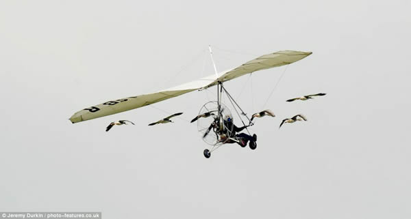 法国“鸟人”带着雁群飞翔