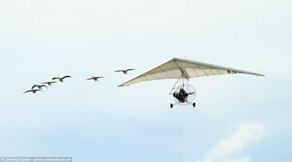 法国“鸟人”带着雁群飞翔