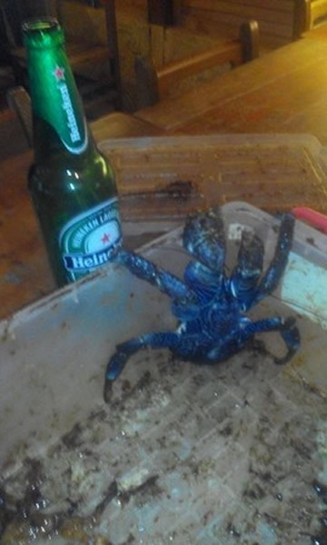 台湾花莲县美仑溪畔发现一只濒临绝种的椰子蟹