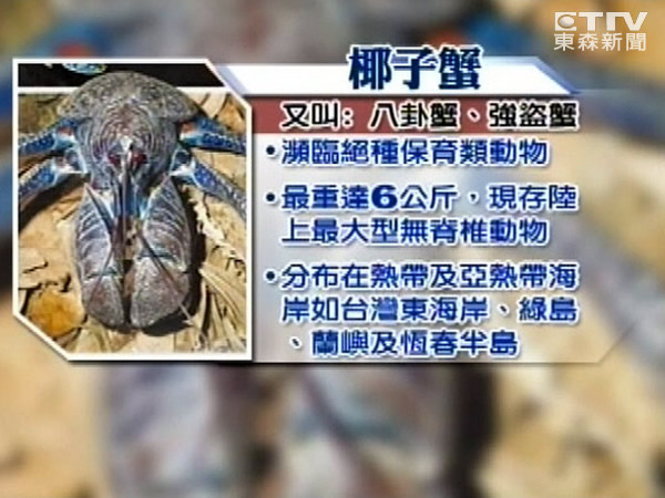 几年前小琉球出现抱卵椰子蟹,保育学者振奋。