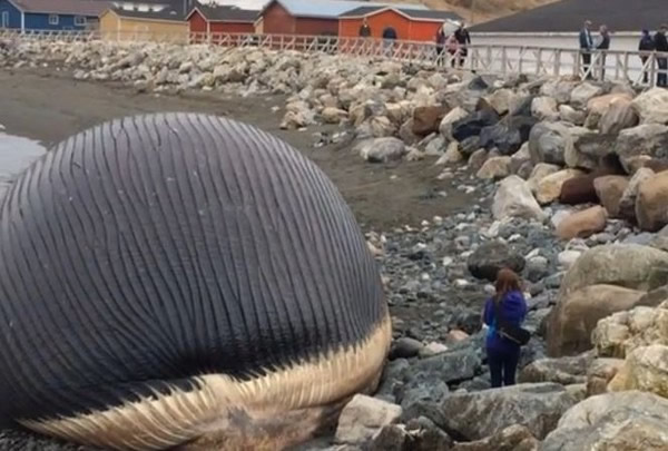 加拿大纽芬兰岛搁浅蓝鲸尸体快爆炸了