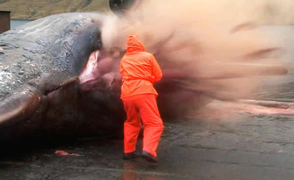 2013年11月生物学家解剖巨大抹香鲸尸体时发生大爆炸